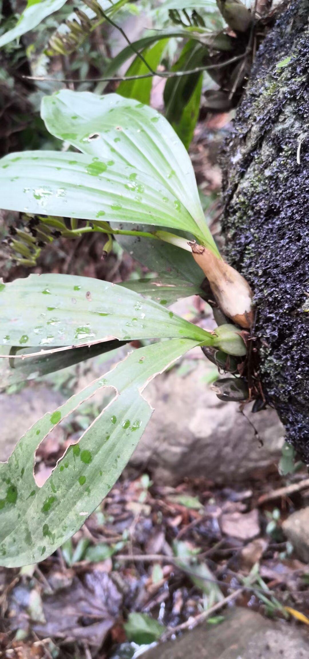 行至山间，一处覆着青苔的大石旁，我发现了这株别致的草药。它扎根于石缝之间，宽大的