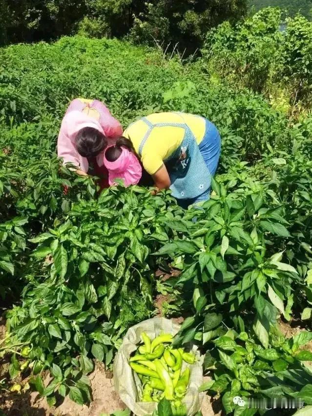 有人说，如果农民团结在一心，自种自吃，把自己多余的粮食和菜一点都不出卖。喂点猪牛