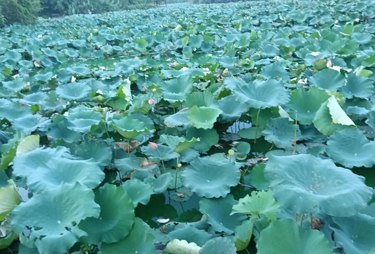 今天继续晒一下，我拍的江西南昌的荷花美景。这里有大片的荷花，虽然现在都已经凋谢