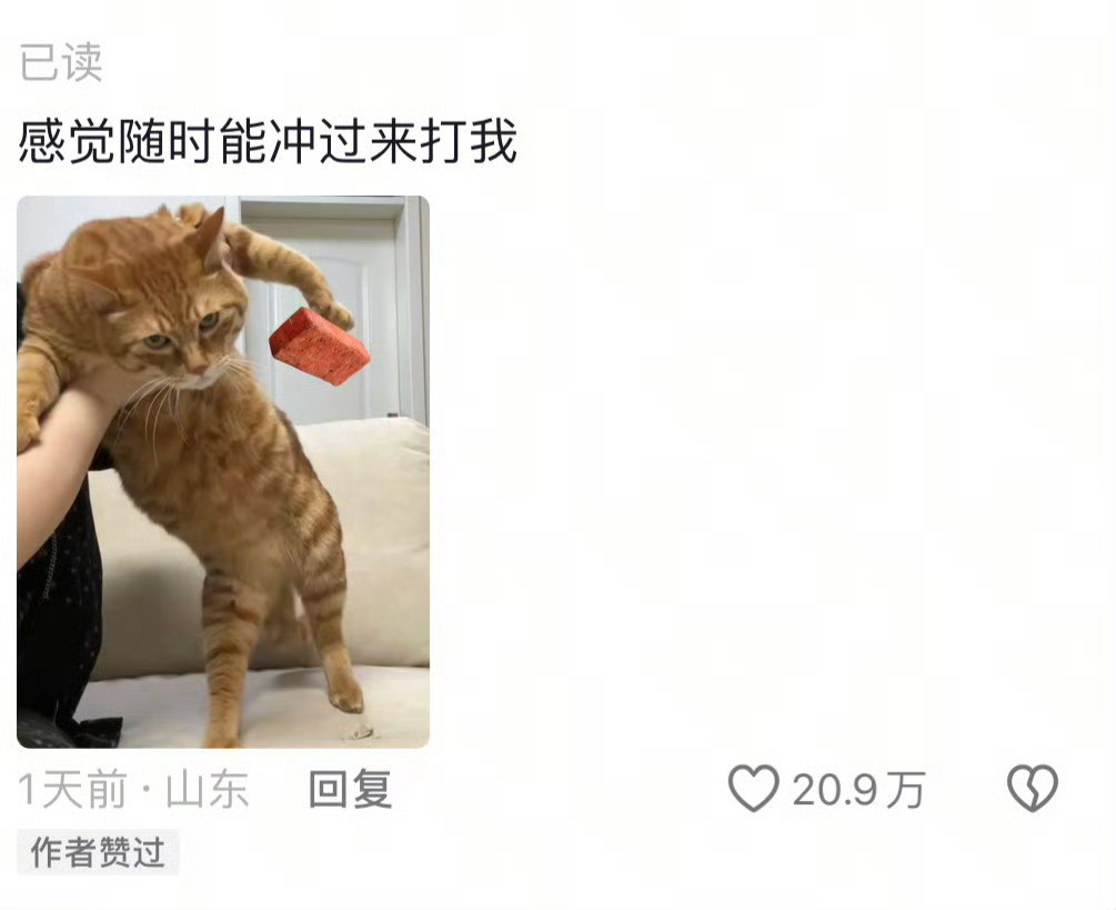 原来可爱小猫也是需要天赋的​​​