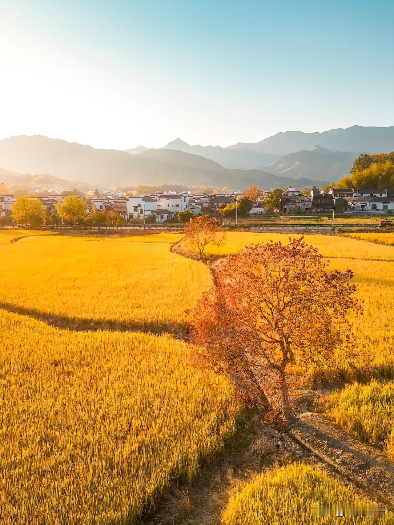 深秋宏村!美到失语的水墨秋光深秋把江南诗意焊在了骨子里!10月底到11月
