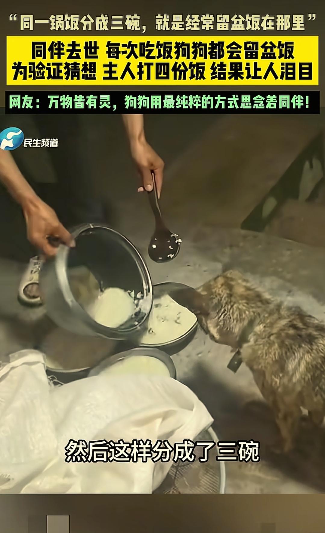 看哭了！四川，女子家里养了四条狗，不是什么名贵品种，就是普通土狗，从小一起养大的