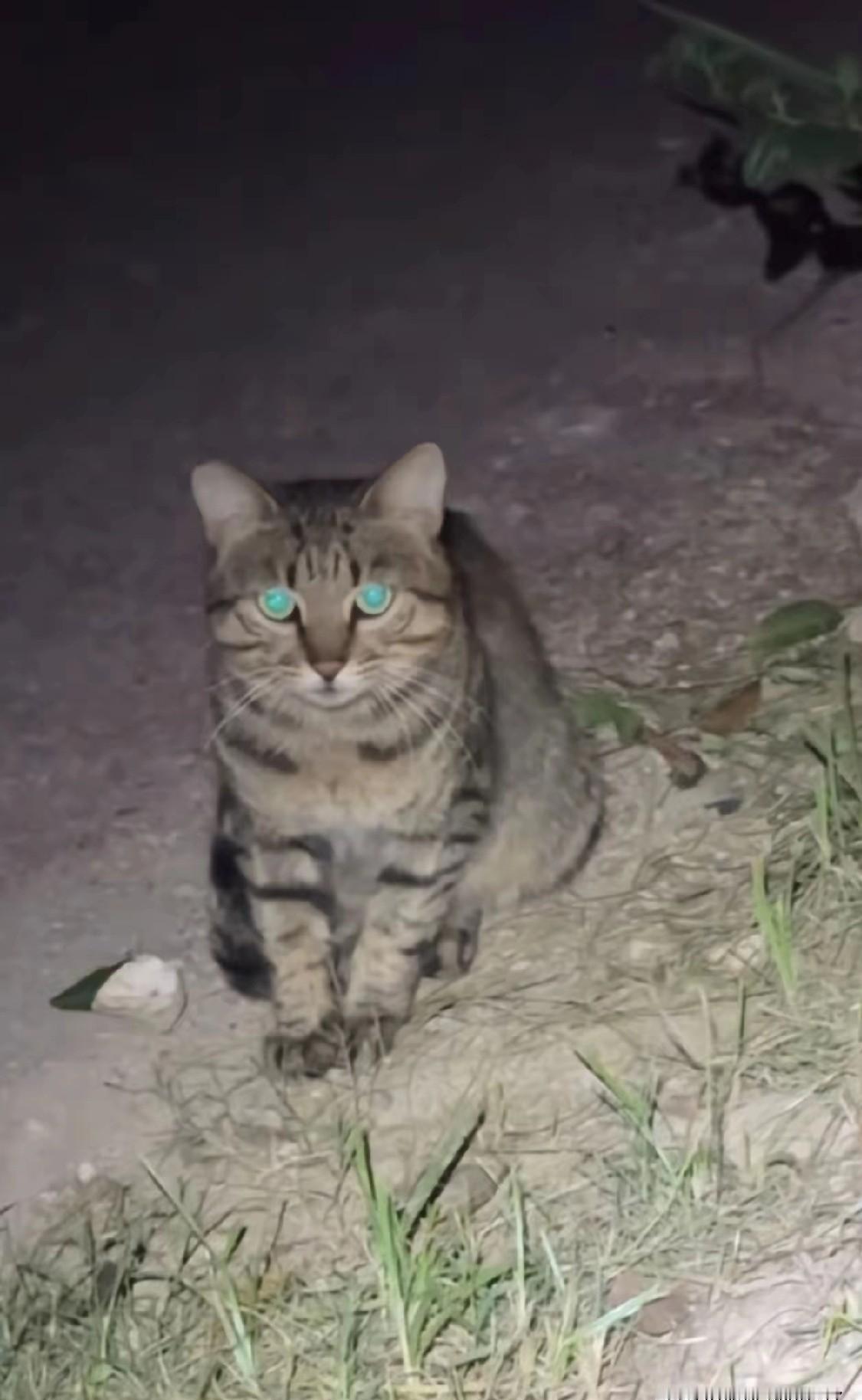 夜钓正安静,一只狸花猫蹭过来,叼走一条小鱼,转身趴你身后不动了。蛇没敢靠近,你