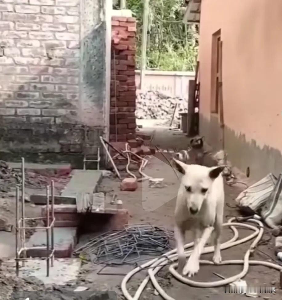 流浪狗妈妈外出觅食时被人打伤前腿，忍着剧痛一瘸一拐地准时回来给幼崽喂奶。狗是我们