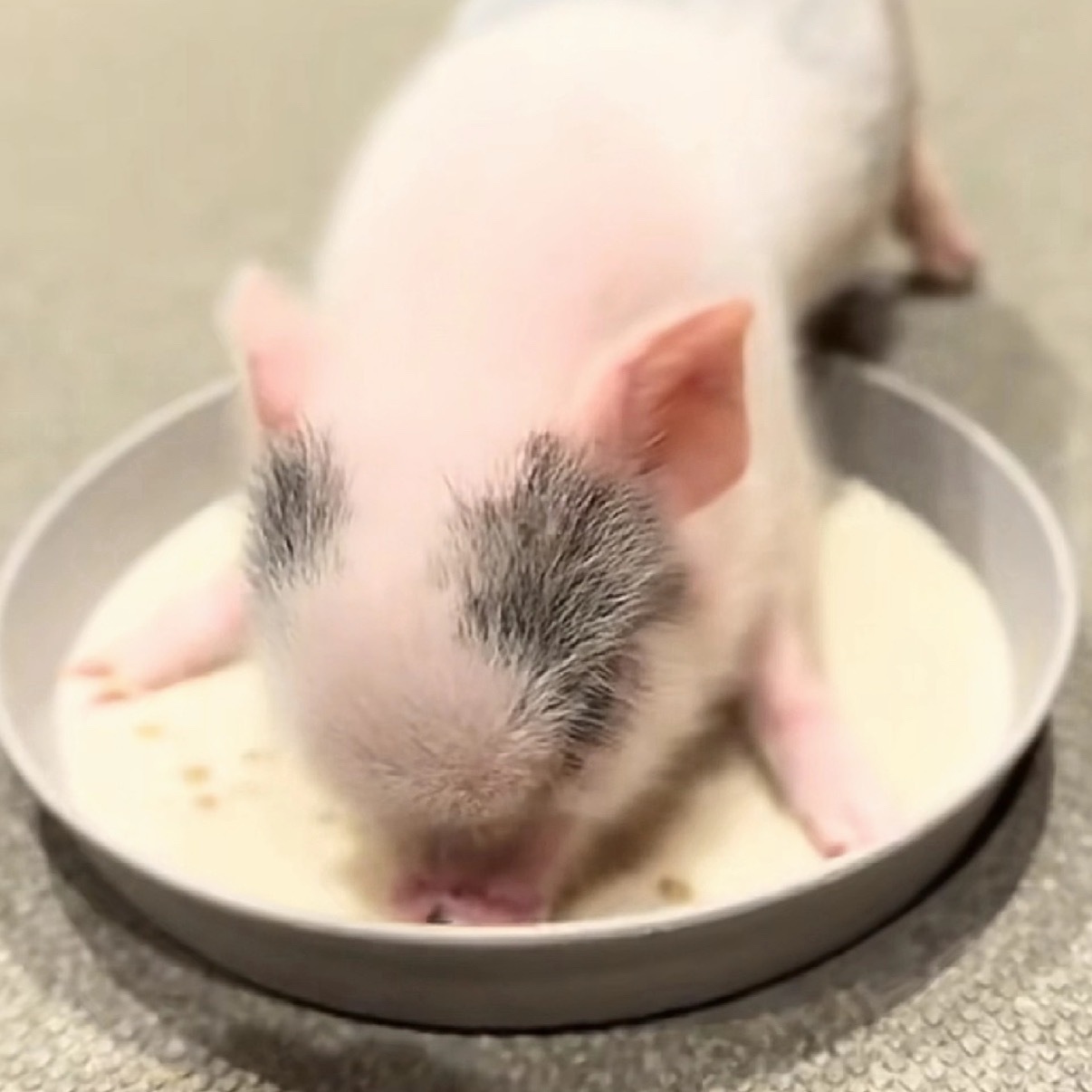 🐽：我不吃压力我只吃饭和奶茶