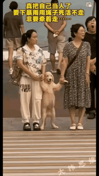 大街上这幕“宠狗名场面”，真让人看愣了！俩女子牵狗过斑马线，狗突然耍赖不动