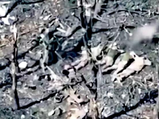 俄军开枪从枪毙5名乌军俘虏，全部从脑后勺开火射杀！终于明白，红军城数千乌军被包围