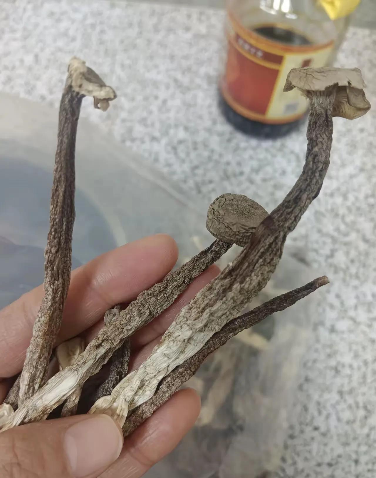 鹿茸菇炫饭一时爽，肠胃抗议悔断肠这鹿茸菇简直是披着“下饭神器”外衣的“肠胃