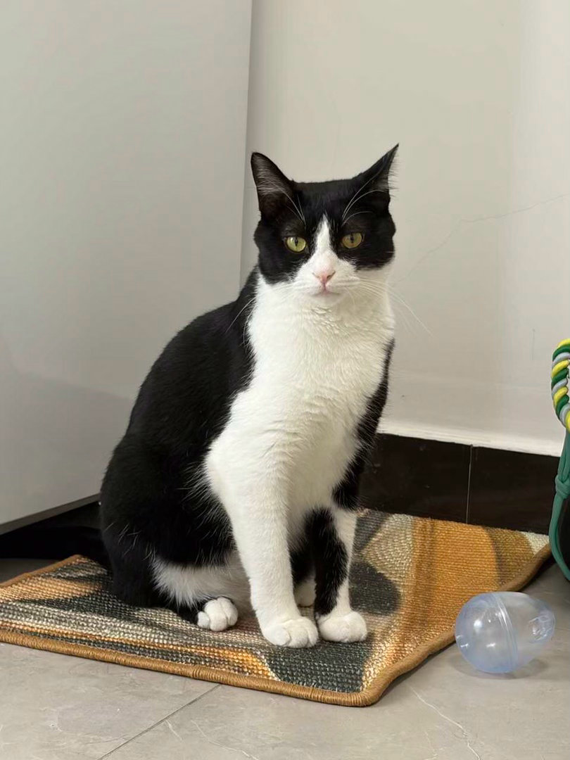 “最近朋友来家里找小猫玩”“拍了700多张照片走”“”daily奶牛猫（投稿：