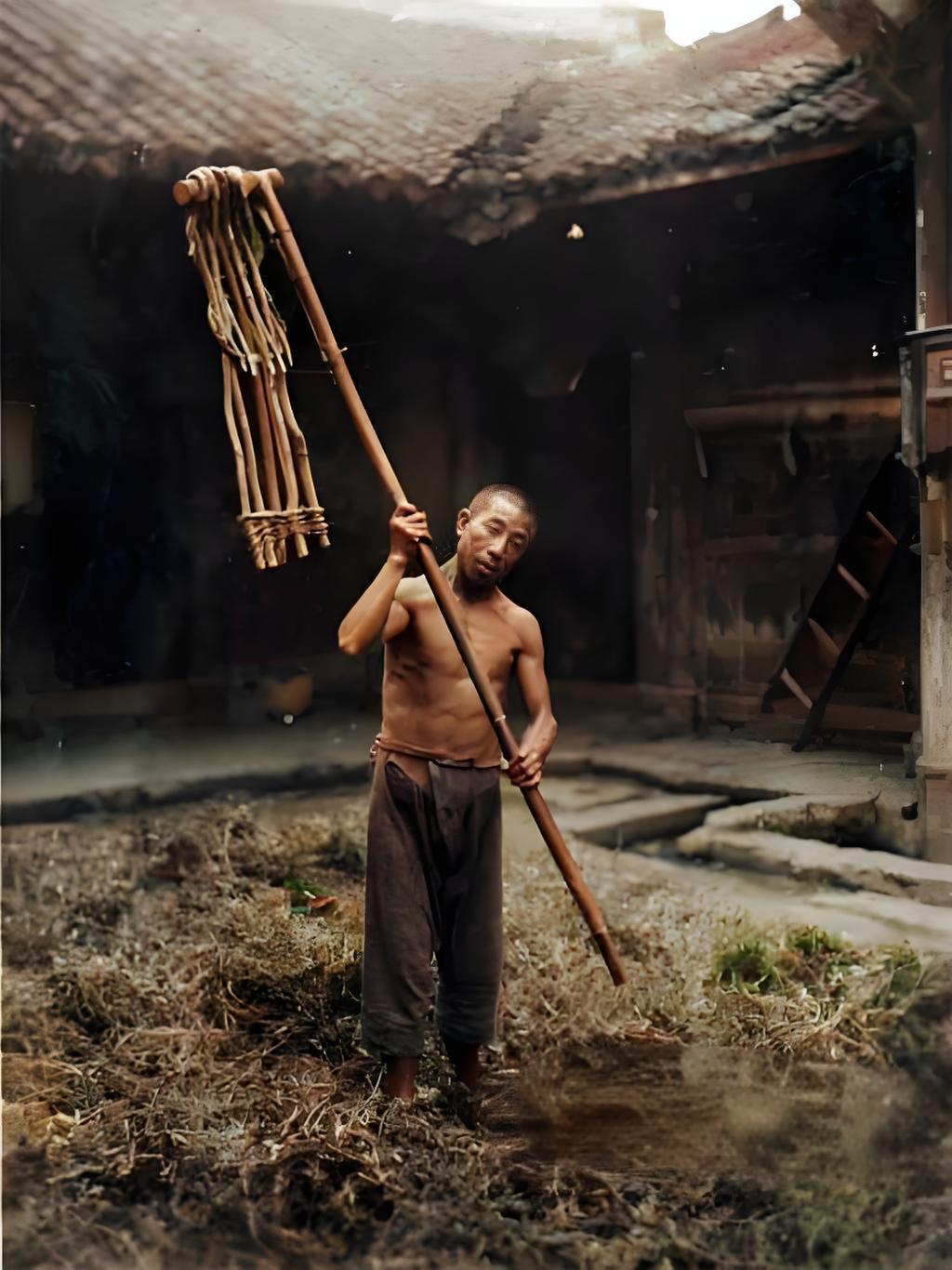 这张1915-1925年四川乐山打谷的照片您瞅这汉子，赤膊光脚，瘦得肋骨都支