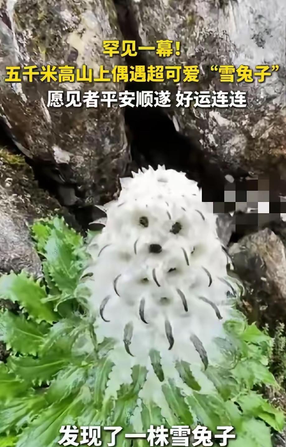 “火到央视了！”西藏喜马拉雅山，一男子爬到海拔5000米的地方，看到了一株罕见的