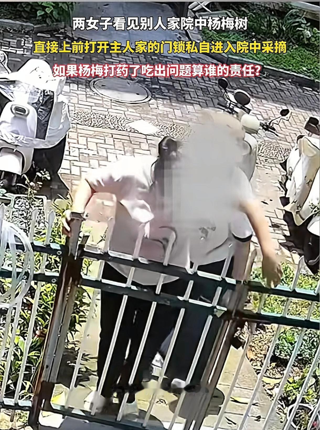 江西龙南，两个大妈趁主人不在家里，竟然带着摘杨梅的工具，擅自推开院外大门入室偷杨