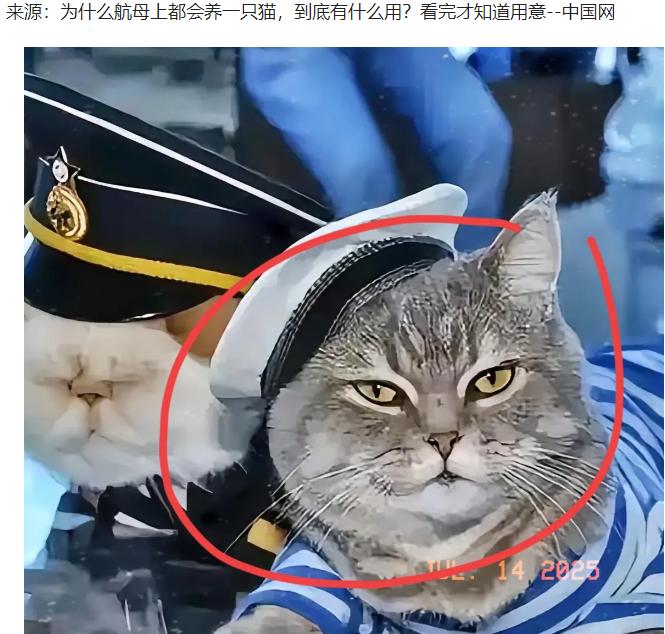 航母上为什么要养猫？是为了抓老鼠？那你就错了，现在航母上的猫可不是为了抓老鼠，而