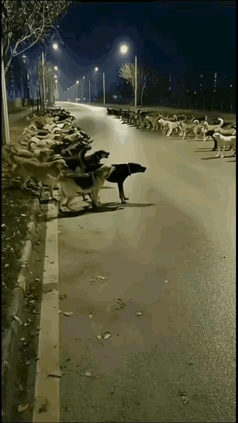 两军对歭，轻易不动手，只动口！果然够狗！