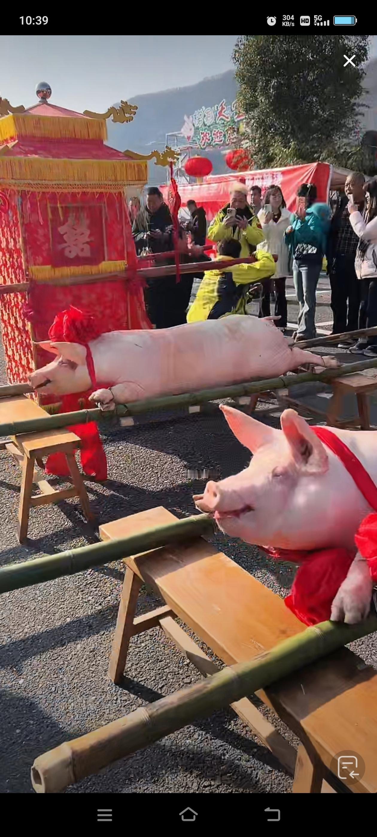 安康白河天宝的杀猪宴开启了，像接媳妇儿又像过年，搞得太喜庆了，安康的各大主播几乎