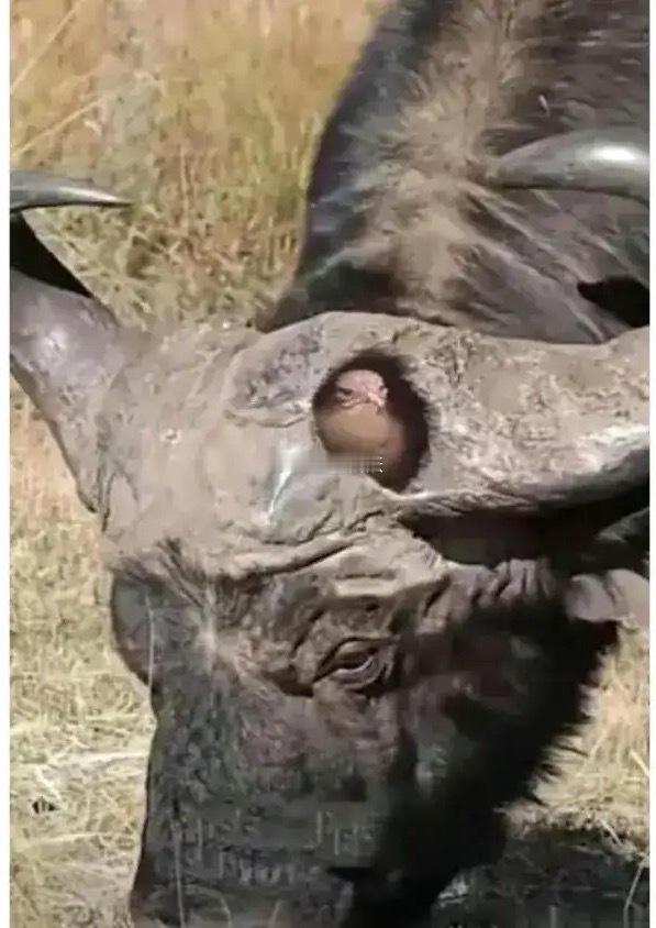 这是公牛打架造成的吧