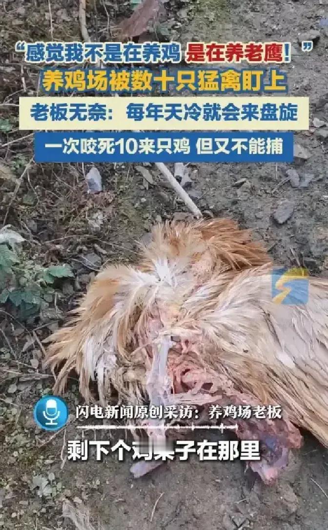 杭州老哥养了两百多只走地鸡，结果入冬后老鹰组团打卡，每天准时俯冲，鸡圈秒变外卖窗