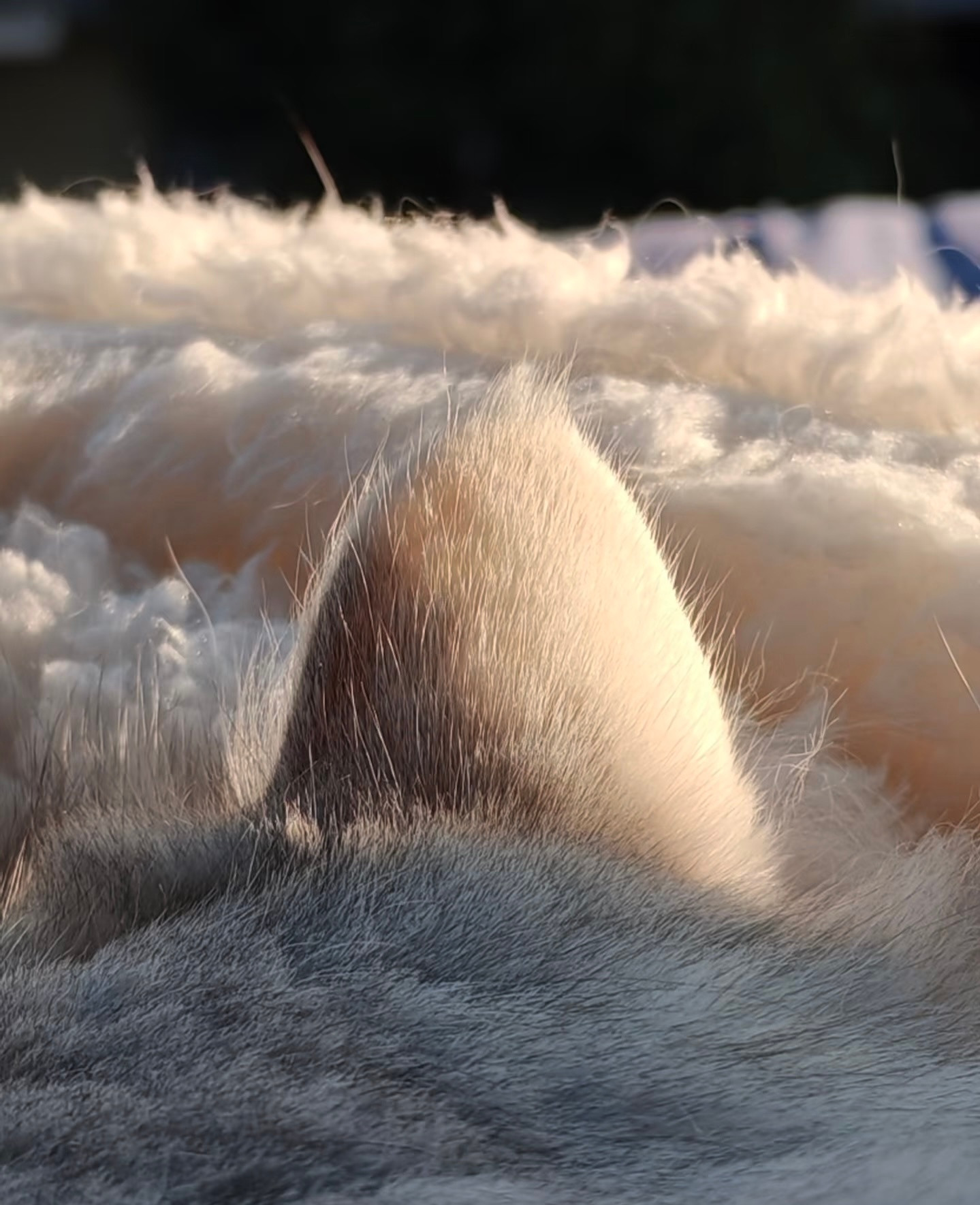 “余晖落在世界最小的山峰上，小小的山峰长满了白白的光杆桦树”