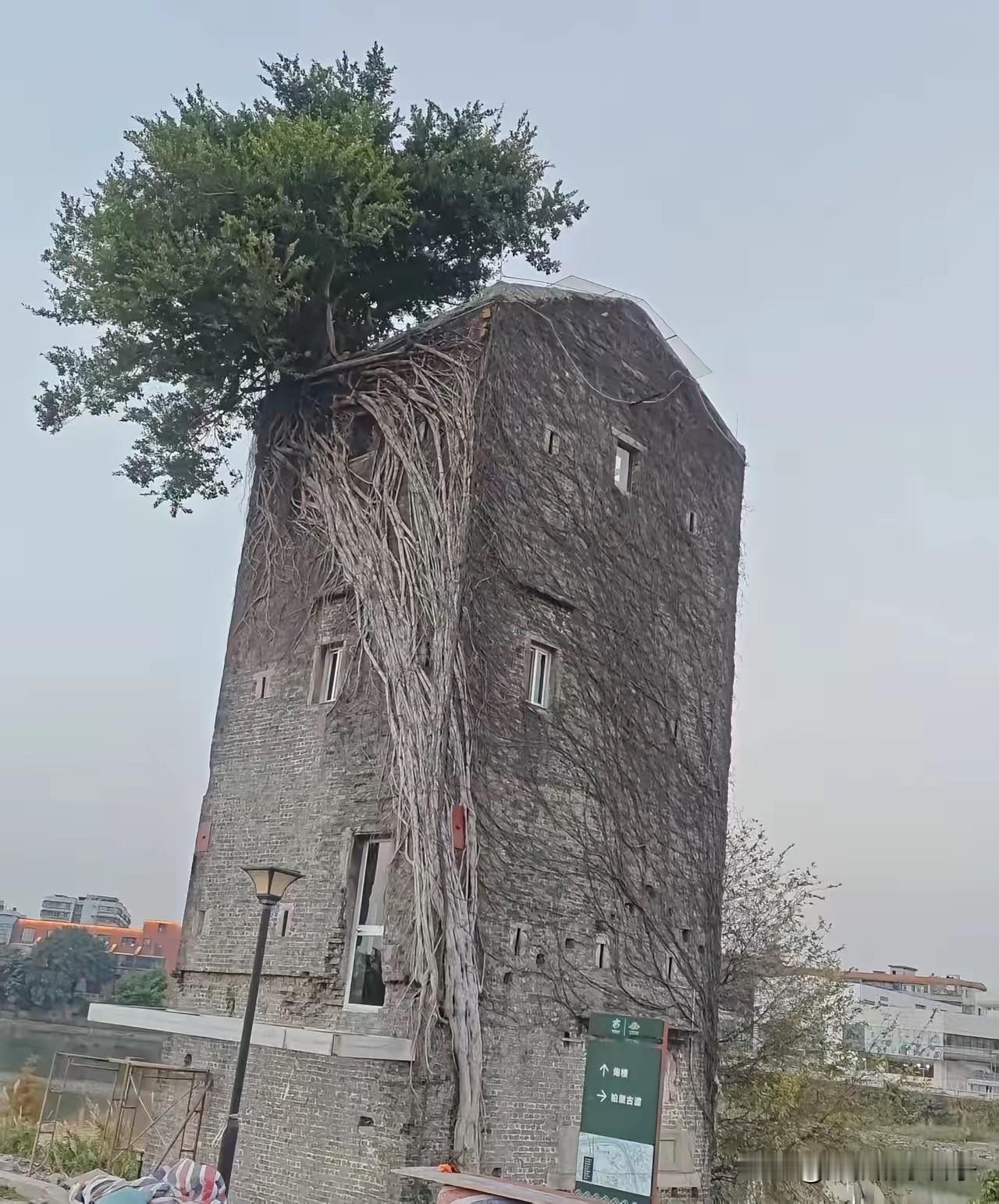 发现美，无处不在！一年的时间，变了个样！