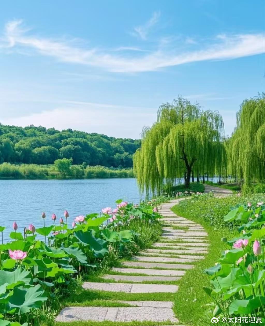 垂柳拂清波，荷塘揽尽夏日清风～寻美河南
