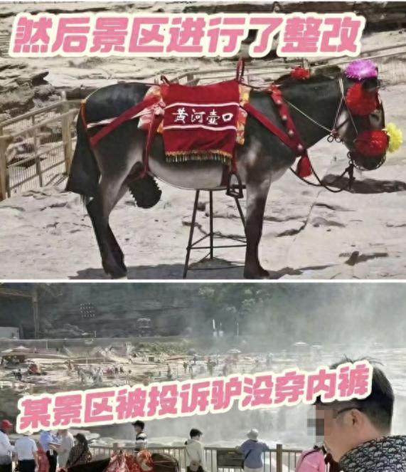 西安壶口瀑布，有一头专门给游客拍照的毛驴，没想到它露点了，遭到女游客的投诉，声称