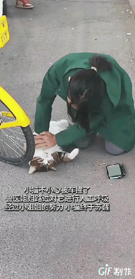 一只流浪猫被车撞晕，车主却扬长而去。一名路过的兽医小姐姐看到后急忙给猫咪做心肺复