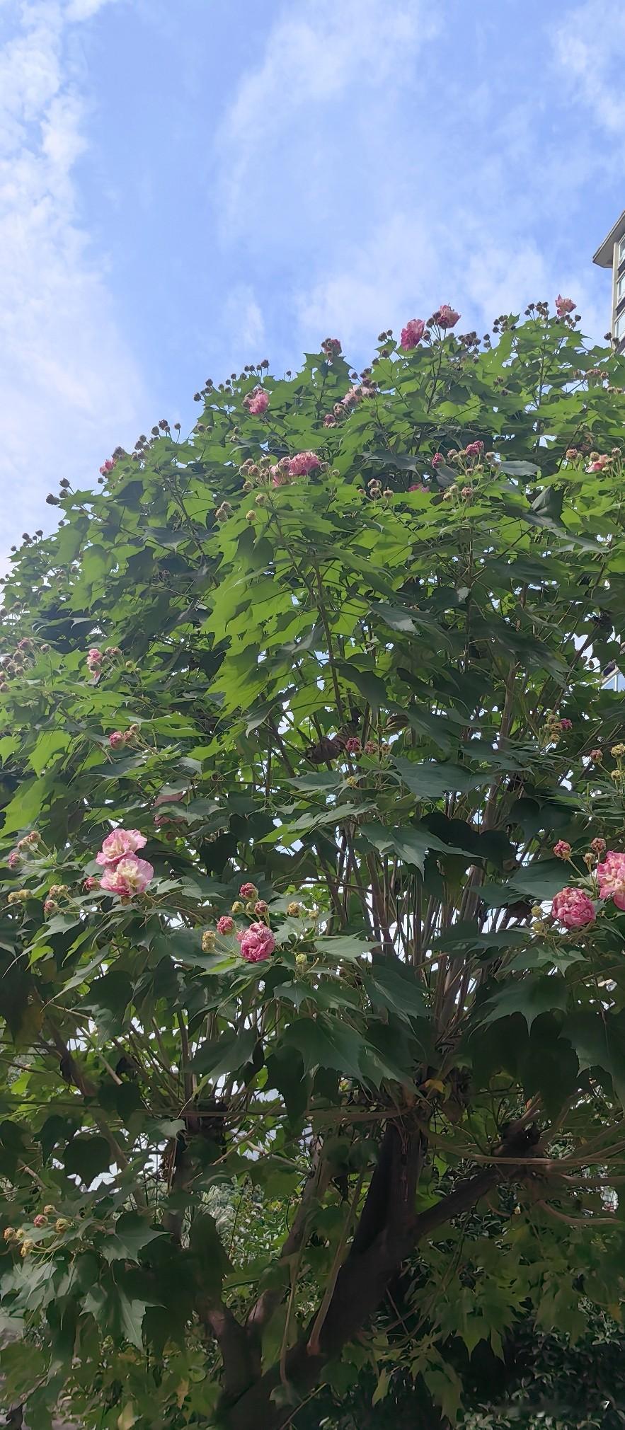 昨天和孩子吵了一架,内心陷入深深的担忧。孩子正上高二,思想比较活跃,昨天在谈到班