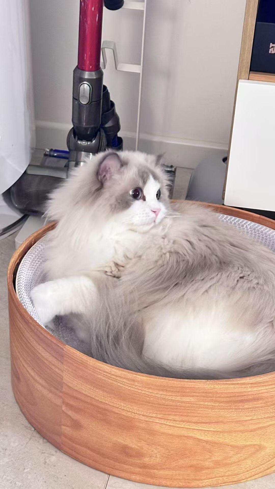 妈妈说你是最温柔的小猫咪🐱（家长）​​​
