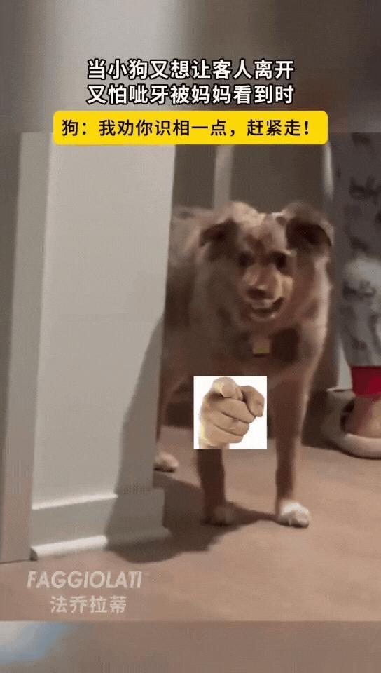 家里来客迟迟未散，一只小狗成了全场“显眼包”。它满心不耐烦，时不时对着客人龇牙“