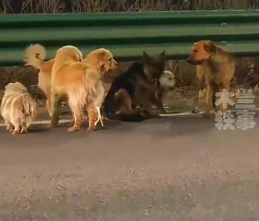 现实版《忠犬七公》！吉林长春，7只同村土狗被偷狗人塞进货车，半路上它们竟然咬破铁