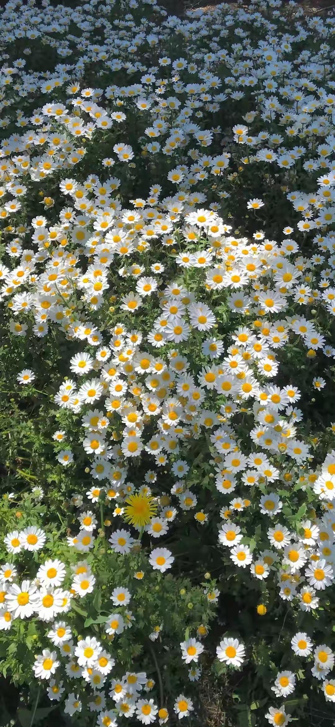 在中原武林，有两大传奇。一是“凌云剑派”的绝世剑术，二是“潇湘琴阁”的神秘琴艺。