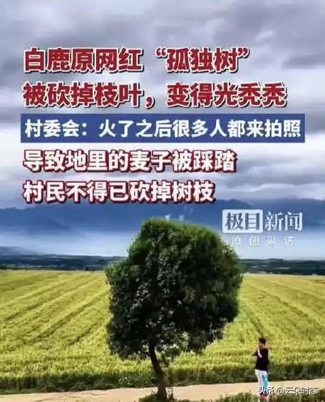网红树被砍成“秃头”！麦田被踩烂，谁在给农民的饭碗“上眼药”？最近，西安蓝田