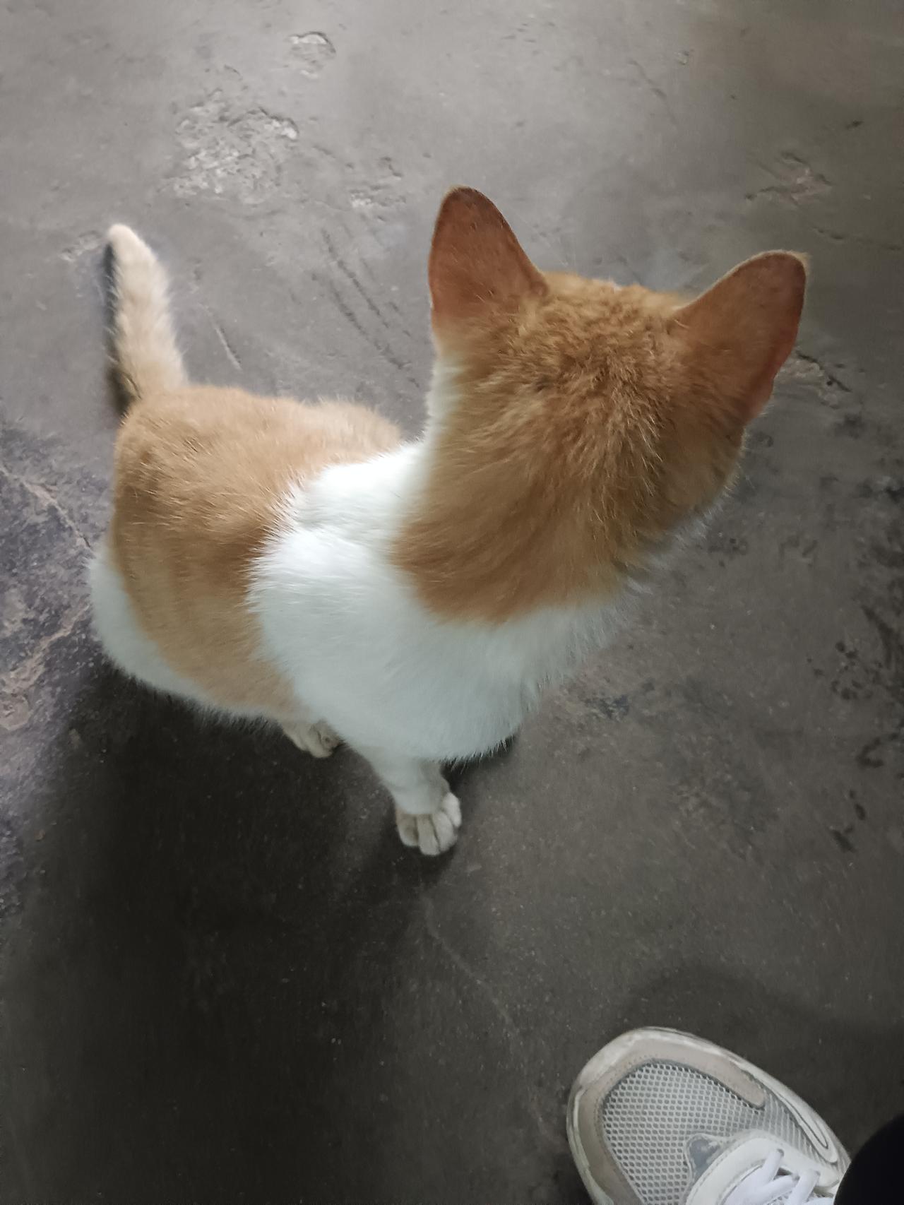 活泼可爱的小猫咪