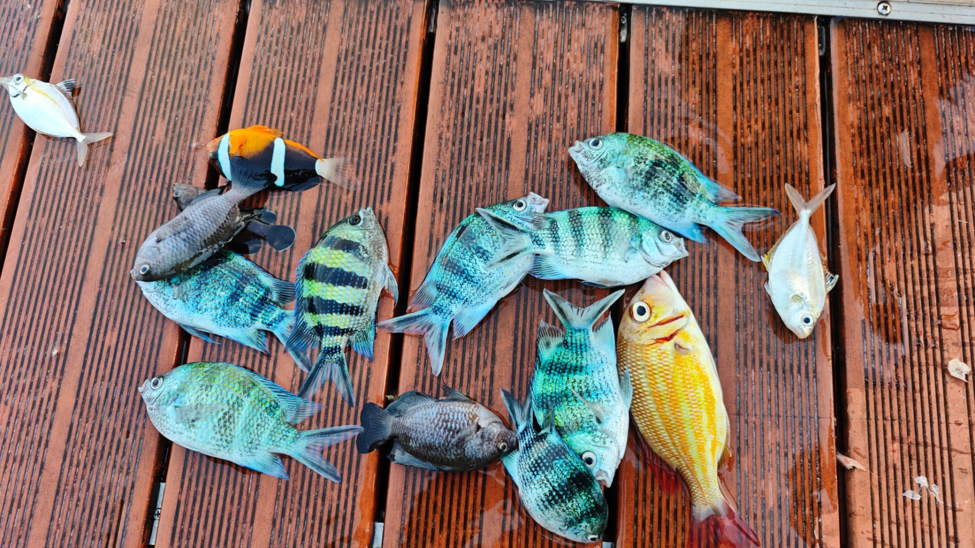 今日渔获，教练说也就20-30元钱，但自己钓上来的，感受不一样。