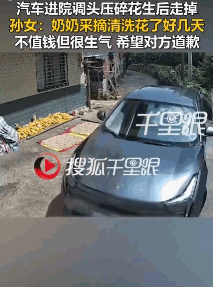 天生坏种！广西桂林。一女子和奶奶辛苦栽种、清洗并晾晒了三天的花生，正铺在自家自费