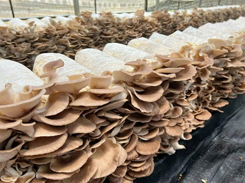 2个秀珍菇工厂化新品种通过鉴定
