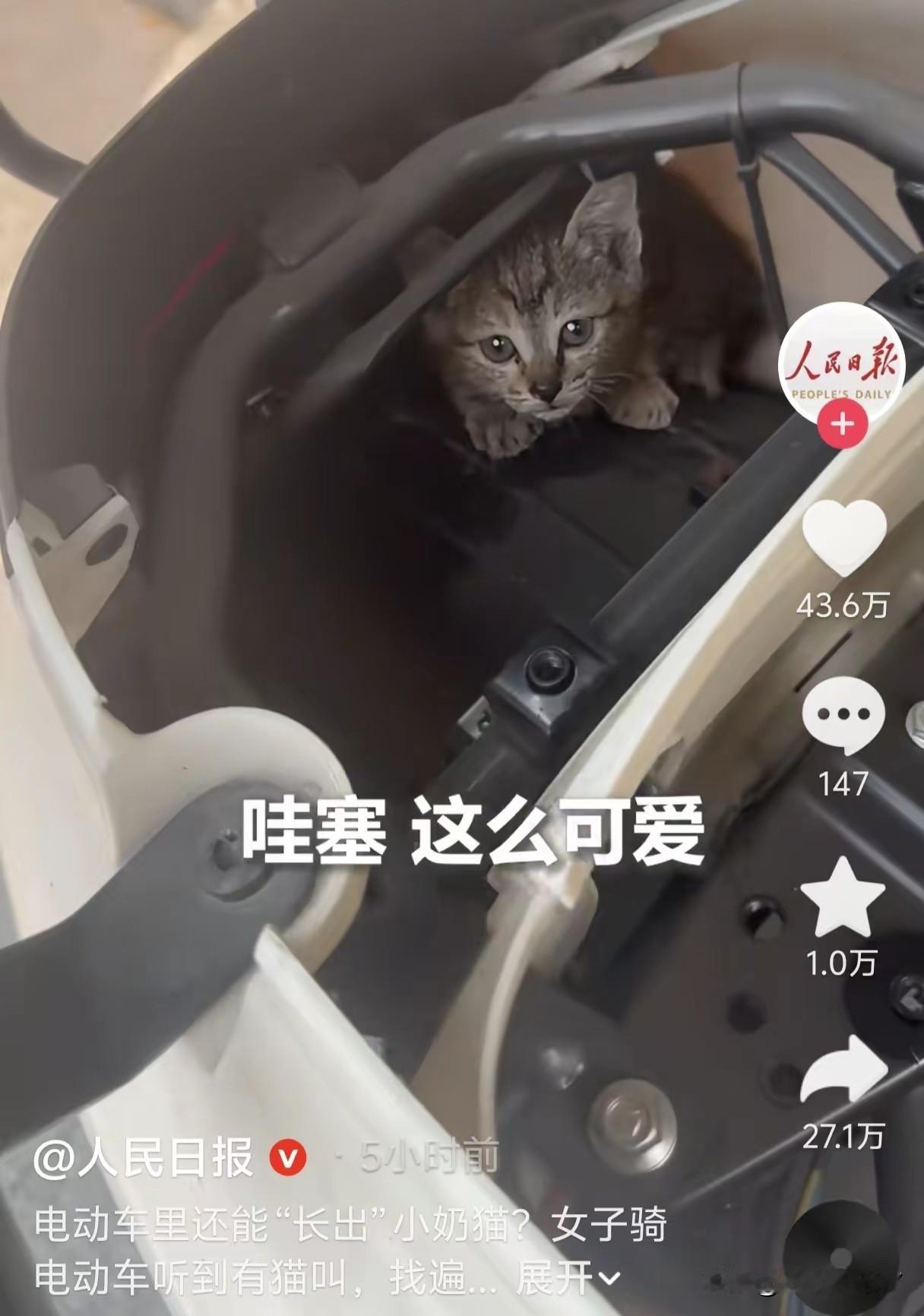 一只小猫咪凭硬核躲猫猫，直接火遍全网，连人民日报都来报道了！4月13号，一