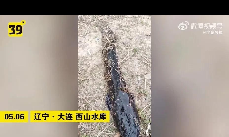 【#大连西山水库惊现成群超大怪鱼#专家：系非洲物种影响本土物种生存】5月6日