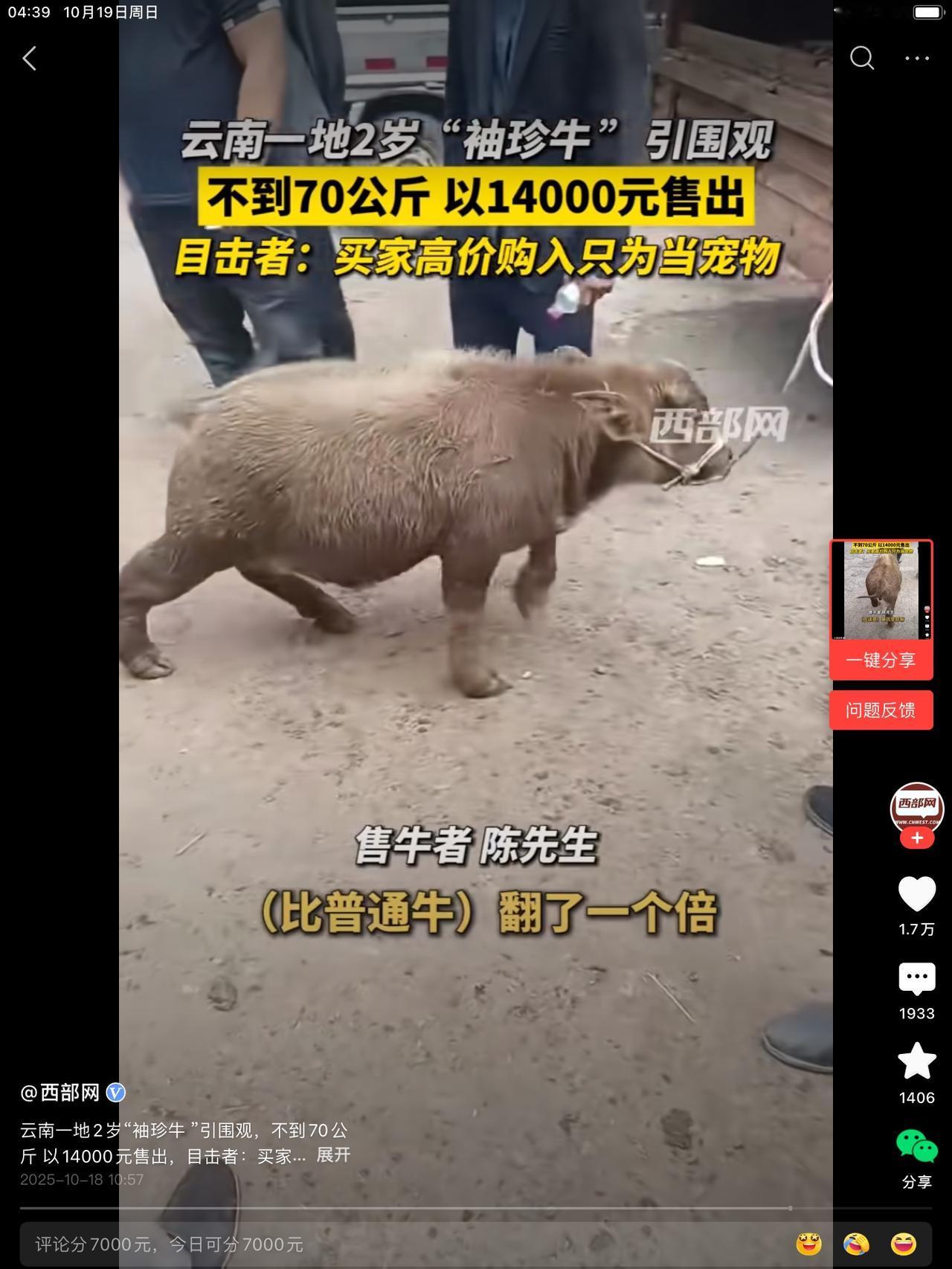 这个侏儒牛不到七十公斤，卖了14000。比肉牛都贵。让人纳闷的是，好多人在评论区