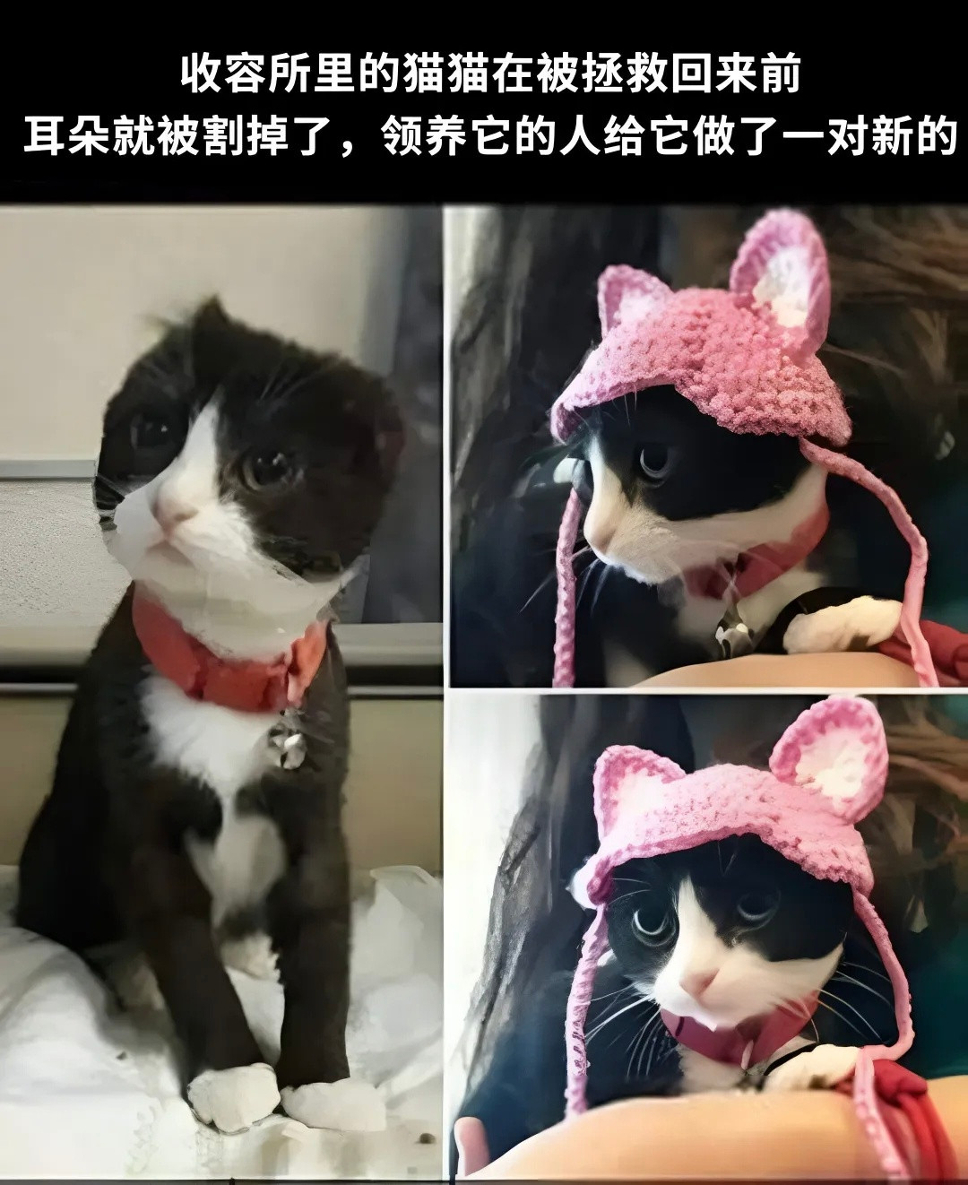 哆啦A梦（黑猫警长重置版）恭喜小猫找到工作​​​