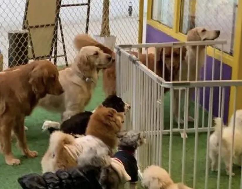 有人七八十岁为了维持生计的还在工地上干活，可有人竟然每个月花1.2万送狗去上学！