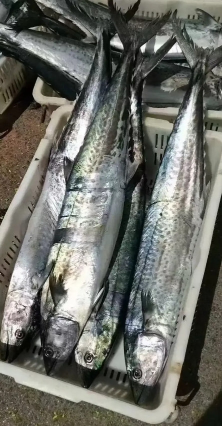 过完五一小长假后，今天这大鲅鱼的批发价是一落千丈，从昨天的三十多一斤，一下子跌了
