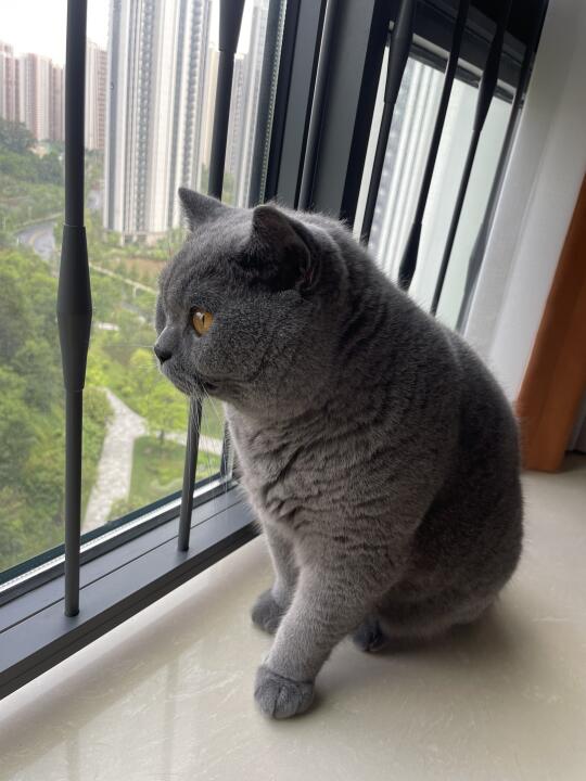 侧脸真好看的小猫🐱