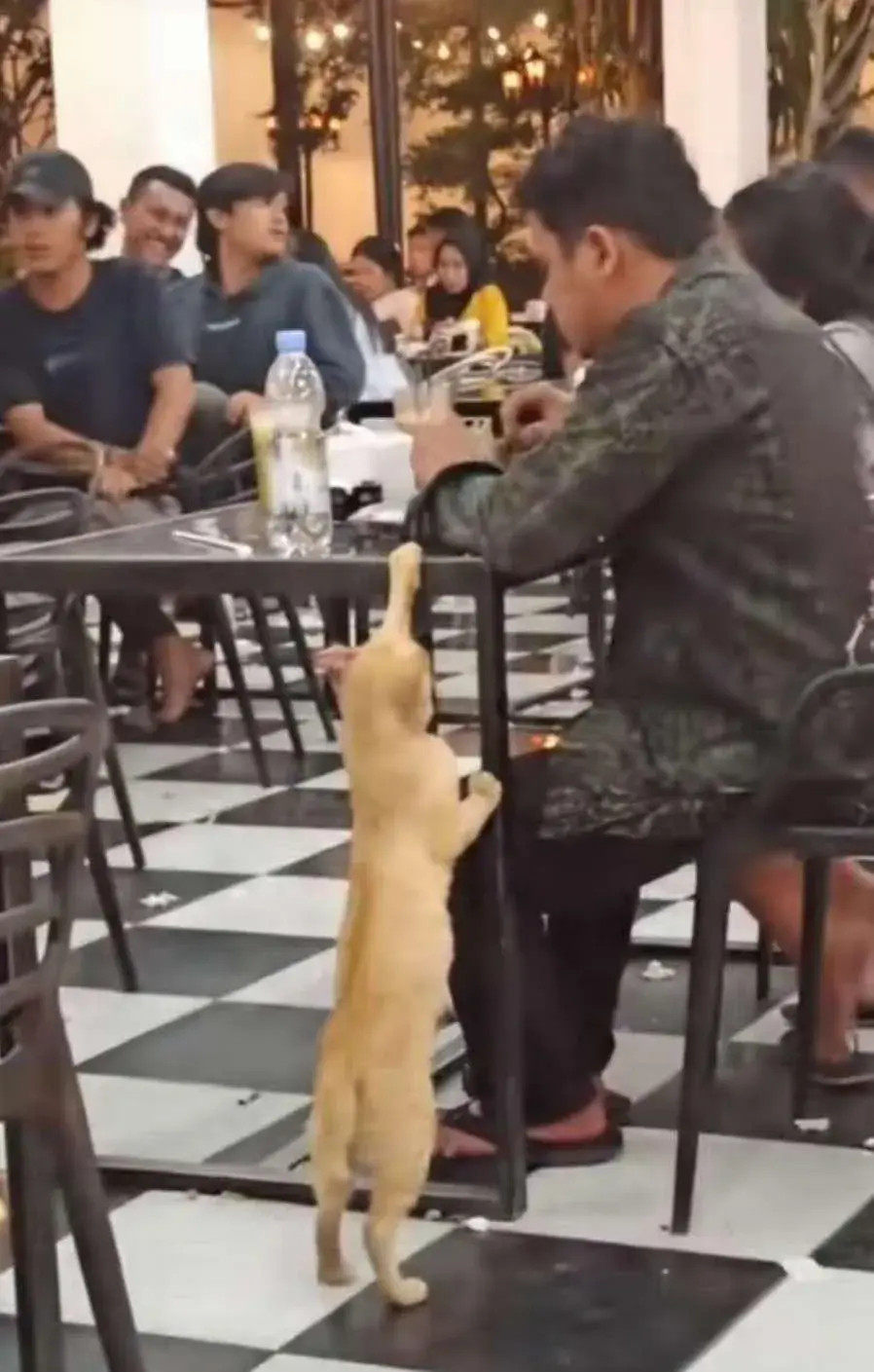 一只饥肠辘辘的橘猫，它安静的坐在一进食的男子桌旁，橘猫以为男子会给它点吃的，可等