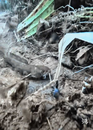 清晰度高，大鱼进窝小鱼靠边！[捂脸哭]