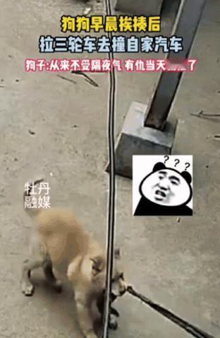 笑不活！河南，3个月大狗狗早晨挨揍后，竟然怀恨在心，趁主人不在，强行咬住绳子拉三