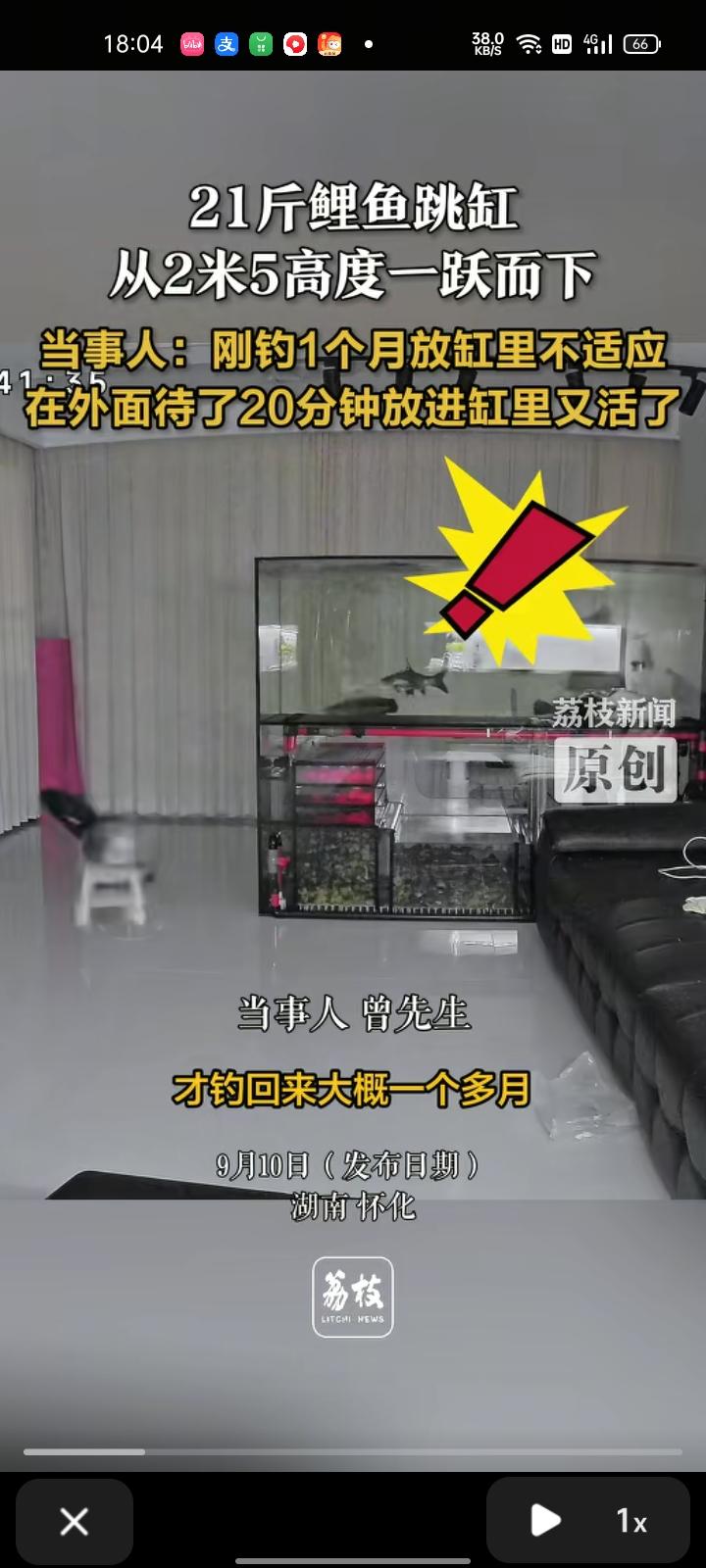 9月8日，湖南怀化。网友发视频表示，家里21斤鲤鱼跳缸从2.5米的高度一跃而下