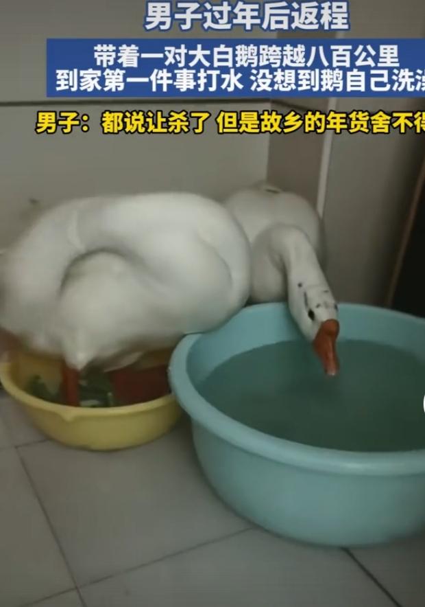 近日，“男子带大白鹅跨越八百公里不舍得吃”的事儿在网上火了。李先生在外务工多年，