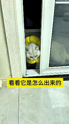 反反复复回看视频，不由得感叹小猫的思路真的不输人。狭小的门缝困