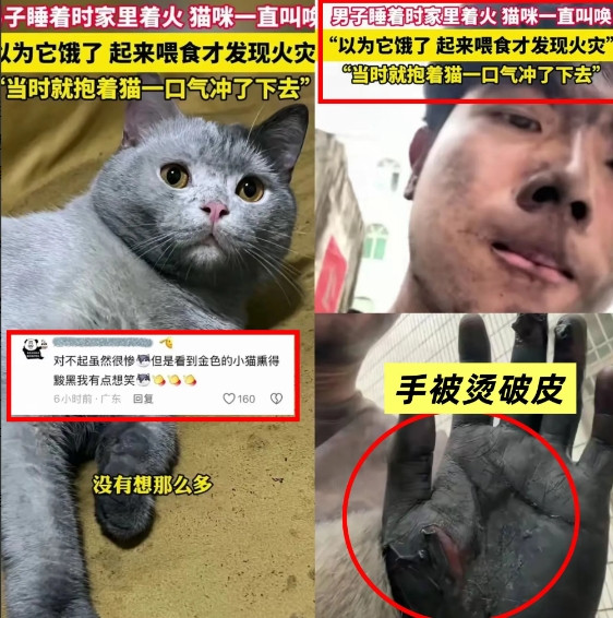 男子恐怕再也离不开这只猫了！